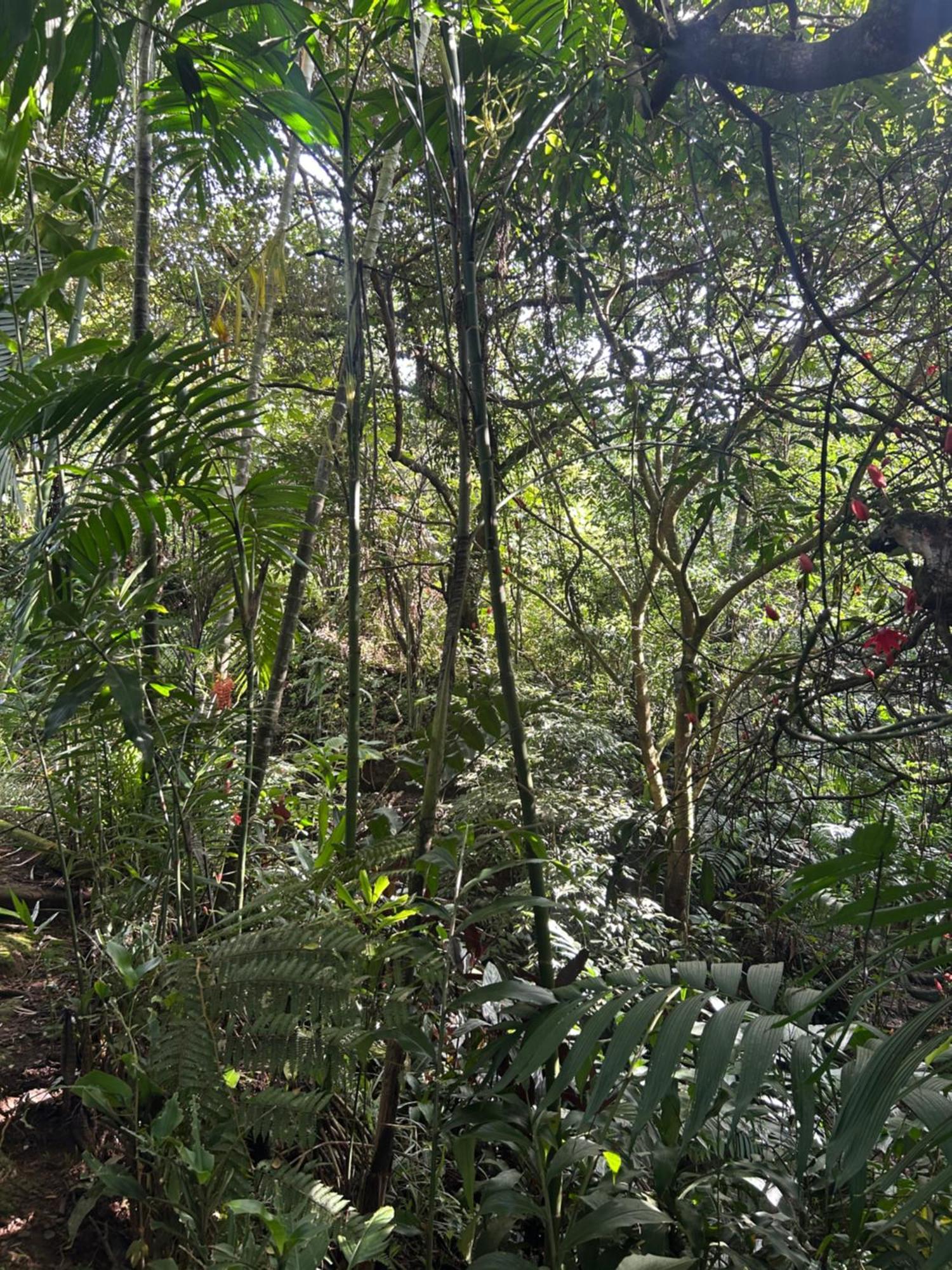 Eco Villas Tambor Tucanes Exterior photo